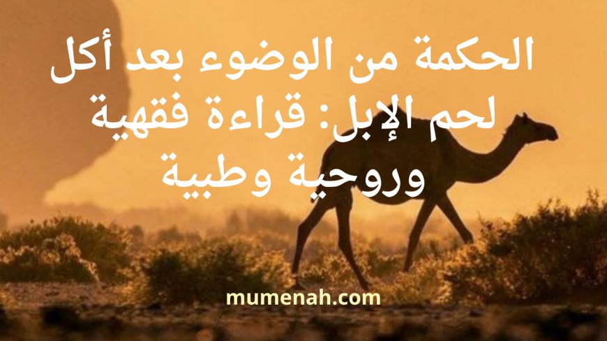 الحكمة من الوضوء بعد أكل لحم الإبل: قراءة فقهية وروحية وطبية