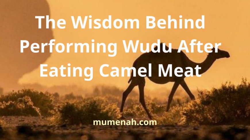 The Wisdom Behind Performing Wudu After Eating Camel Meat