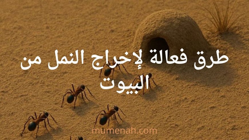 طرق فعّالة لإخراج النمل من البيوت بين الهدي النبوي والتجربة العملية