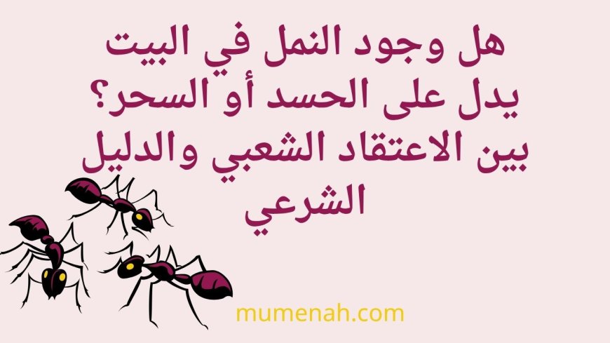 هل وجود النمل في البيت يدل على الحسد أو السحر؟ بين الاعتقاد الشعبي والدليل الشرعي